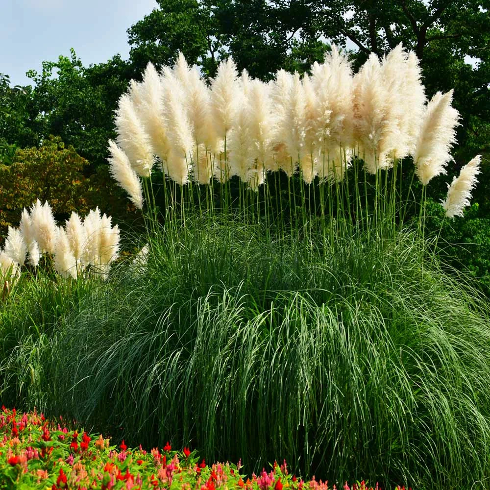 Pampas Grass 4 Pampas Grass - Image 2