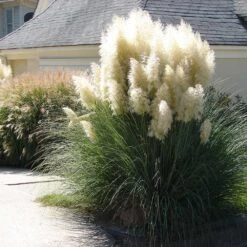 Pampas Grass 7 Pampas Grass -Nature Garden Store Pampas Grass 4 FGT