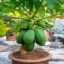 Papaya Tree 13 Papaya Tree -Nature Garden Store Papaya 7