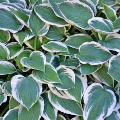 Patriot Hosta Plant -Nature Garden Store Patriot Hosta 3