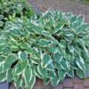 Patriot Hosta Plant -Nature Garden Store Patriot Hosta FGT 600x600 940103cb 0bf3 4d39 a022 1aece119f464