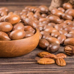 Pawnee Pecan Tree -Nature Garden Store Pawnee Pecan 4 FGT