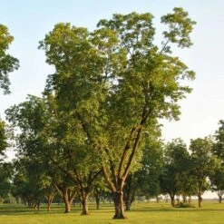 Pawnee Pecan Tree -Nature Garden Store Pawnee Pecan 5 FGT
