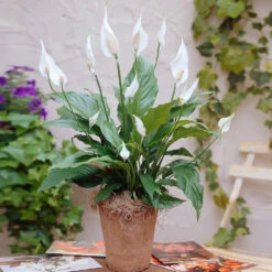 Peace Lily Plant -Nature Garden Store Peace Lily 3