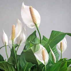 Peace Lily Plant -Nature Garden Store Peace Lily 6