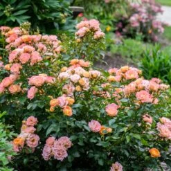 Peach Drift® Rose -Nature Garden Store Peach Drift Rose 2 FGT