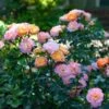 Peach Drift® Rose -Nature Garden Store Peach Drift Rose FGT 600x600 f8ca7bd1 fa31 4812 a01e d374c6e508cc