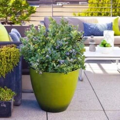 Bushel And Berry® Peach Sorbet™ Blueberry Bush -Nature Garden Store Peach Sorbet BLueberry 2 FGT