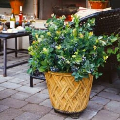 Bushel And Berry® Peach Sorbet™ Blueberry Bush -Nature Garden Store Peach Sorbet BLueberry 3 BB