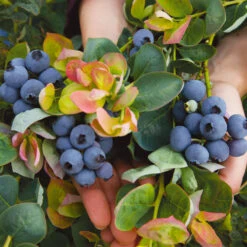 Bushel And Berry® Peach Sorbet™ Blueberry Bush -Nature Garden Store Peach Sorbet BLueberry 7