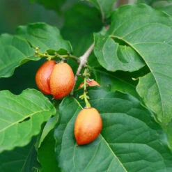 Peanut Butter Fruit Tree -Nature Garden Store Peanut Butter Tree 1 FGT