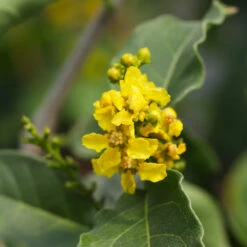 Peanut Butter Fruit Tree -Nature Garden Store Peanut Butter Tree 7