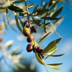 Pendolino Olive Tree -Nature Garden Store Pendolino Olive