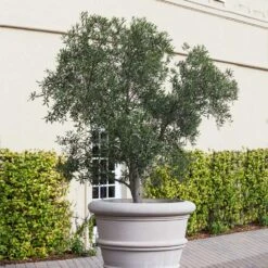 Pendolino Olive Tree -Nature Garden Store Pendolino Olive FGT 2