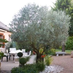 Pendolino Olive Tree -Nature Garden Store Pendolino Olive FGT 3