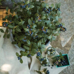 Bushel And Berry® Perpetua Blueberry -Nature Garden Store Perpetua Blueberry 1 FGT