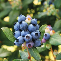 Bushel And Berry® Perpetua Blueberry -Nature Garden Store Perpetua Blueberry 6 FGT