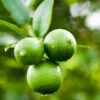 Persian 'Bearss' Lime Bush -Nature Garden Store Persian Lime Bush FGT 600x600 0cd07f7a a04f 4e42 98f2 c02838737259