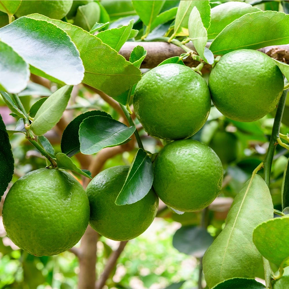 Persian 'Bearss' Lime Tree - USDA Organic 5 Persian 'Bearss' Lime Tree - USDA Organic - Image 3