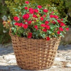 Petite Knock Out® Rose -Nature Garden Store Petite Red Knockout Rose2 FGT
