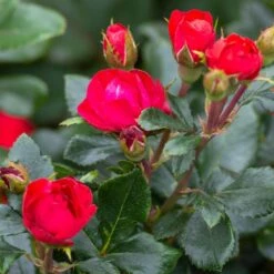 Petite Knock Out® Rose -Nature Garden Store Petite Red Knockout Rose3