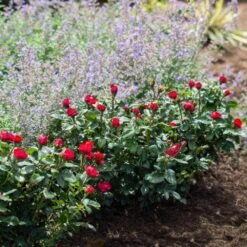 Petite Knock Out® Rose -Nature Garden Store Petite Red Knockout Rose4