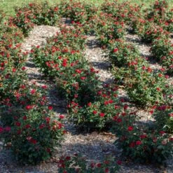 Petite Knock Out® Rose -Nature Garden Store Petite Red Knockout Rose6