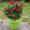 Petite Knock Out® Rose -Nature Garden Store Petite Red Knockout Rose FGT 600x600 70e7a7b5 d660 489f 9ff3 cb48bafed0b7