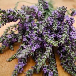 Phenomenal™ Lavender Plant 9 Phenomenal™ Lavender Plant -Nature Garden Store Phenomenal Lavender 3 FGT