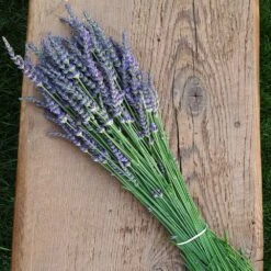 Phenomenal™ Lavender Plant 11 Phenomenal™ Lavender Plant -Nature Garden Store Phenomenal Lavender 7