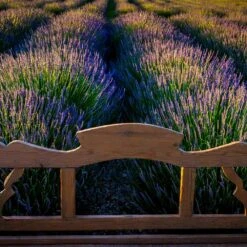 Phenomenal™ Lavender Plant 10 Phenomenal™ Lavender Plant -Nature Garden Store Phenomenal Lavender 8 FGT
