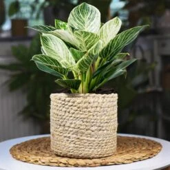 Rare House Plant Kit 12 Rare House Plant Kit -Nature Garden Store Philodendron Birkin 1 2d3789b2 defd 41b8 b089 45b1edca4363