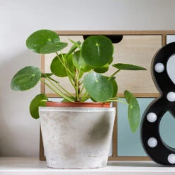 Pilea Peperomioides (Pancake Plant) -Nature Garden Store Pilea Pancake Plant 3 FGT