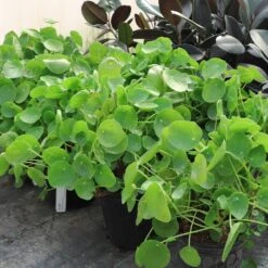 Pilea Peperomioides (Pancake Plant) -Nature Garden Store Pilea Pancake Plant 6