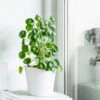 Pilea Peperomioides (Pancake Plant) -Nature Garden Store Pilea Pancake Plant FGT 600x6005 790aec39 dc5d 4914 880d e848f81aa5e3
