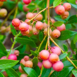 Pink Lemonade Blueberry Bush 8 Pink Lemonade Blueberry Bush -Nature Garden Store Pin Lemonade Blueberry 1