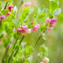 Pink Lemonade Blueberry Bush -Nature Garden Store Pin Lemonade Blueberry 3 0b37e5e5 52d6 4674 9170 7c0dc48e16de