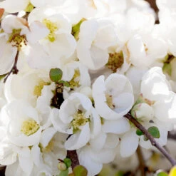 Pineapple Quince Tree -Nature Garden Store Pineapple Quince 1 FGT