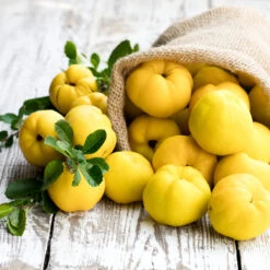 Pineapple Quince Tree -Nature Garden Store Pineapple Quince 4 FGT