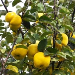Pineapple Quince Tree -Nature Garden Store Pineapple Quince 7