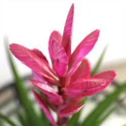 5-Inch Bromeliad In Decorative Pot 12 5-Inch Bromeliad In Decorative Pot -Nature Garden Store Pink Bromiliad 2 e1dd7faf b9f8 429e 84d5 7ce3076db5e3