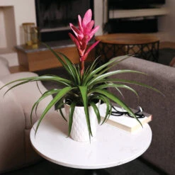 5-Inch Bromeliad In Decorative Pot 13 5-Inch Bromeliad In Decorative Pot -Nature Garden Store Pink Bromiliad 4