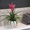 5-Inch Bromeliad In Decorative Pot 2 5-Inch Bromeliad In Decorative Pot -Nature Garden Store Pink Bromiliad 600x600 1