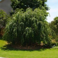 Pink Weeping Cherry Tree -Nature Garden Store Pink Double Weeping Cherry 2
