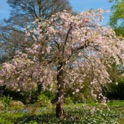 Pink Weeping Cherry Tree -Nature Garden Store Pink Double Weeping Cherry 6 FGT