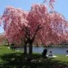 Pink Weeping Cherry Tree -Nature Garden Store Pink Double Weeping Cherry FGT 600x600 fe3202ca cfcc 4c82 beaf b9dc8cd4cd7b