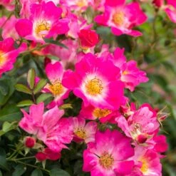 Pink Drift® Rose 7 Pink Drift® Rose -Nature Garden Store Pink Drift Rose 1 FGT