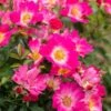 Pink Drift® Rose -Nature Garden Store Pink Drift Rose FGT 600x600 20d4fd32 04cb 474a b152 7b9c720d0596