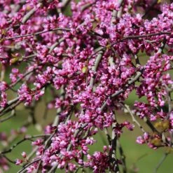 Pink Heartbreaker Redbud Tree -Nature Garden Store Pink Heartbreaker Redbud 1
