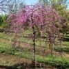 Pink Heartbreaker Redbud Tree -Nature Garden Store Pink Heartbreaker Redbud 600x600 9f119770 559c 4357 915b 2c8485395d8f